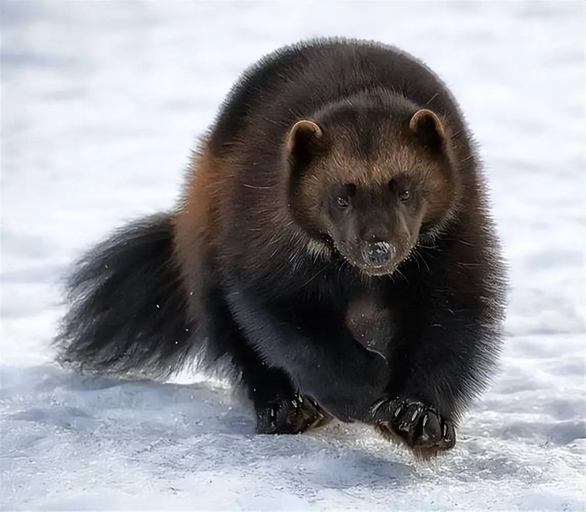 对对配 “食铁兽”一年咬死7只野狼，连熊都得避着走，和雪豹抢食物