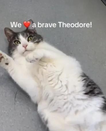 天载配资 猫窝自己会跑，以为是灵异事件，结果…小猫拿窝当龟壳！